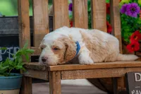 Sterling, a male Goldendoodle for sale in Waco, TX – 10 of 10