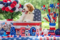 Rusty, a male Goldendoodle for sale in Waco, TX – 6 of 10