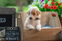Toby, a male Goldendoodle for sale in Waco, TX – 5 of 7
