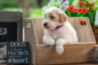 Bandit, a male Goldendoodle for sale in Waco, TX – 3 of 7