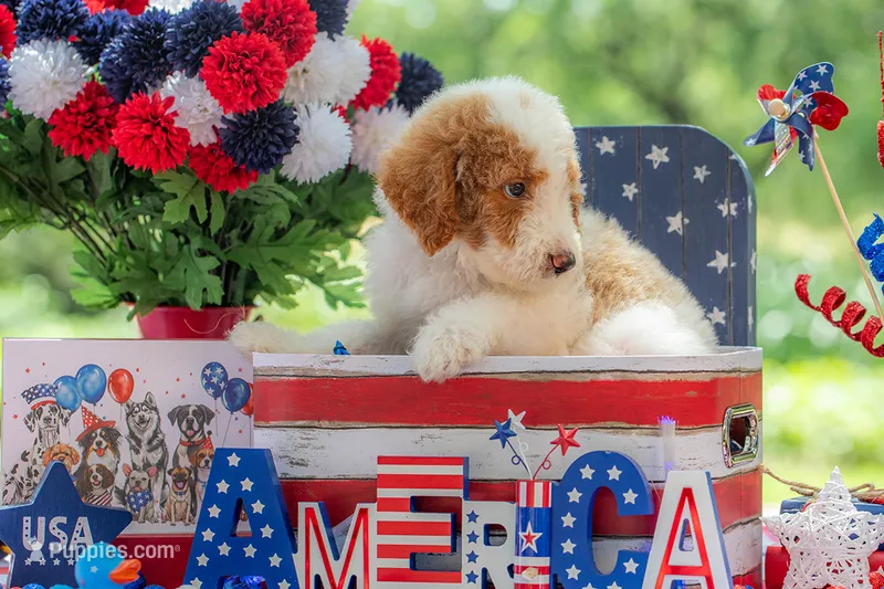 Rusty – Goldendoodle puppy for sale in Waco, TX