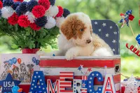 Rusty, a male Goldendoodle for sale in Waco, TX – 1 of 10