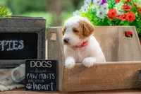 Ivy, a female Goldendoodle for sale in Waco, TX – 3 of 9
