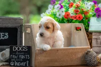 Willow, a female Goldendoodle for sale in Waco, TX – 9 of 10