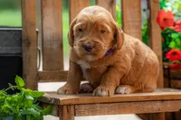 Royal, a male Goldendoodle for sale in Waco, TX – 2 of 9