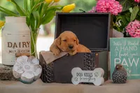 Sadie, a female Goldendoodle for sale in Waco, TX – 5 of 9