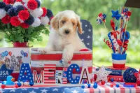 Bandit, a male Goldendoodle for sale in Waco, TX – 10 of 10