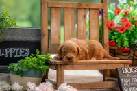 Sammie, a female Goldendoodle for sale in Waco, TX – 5 of 9