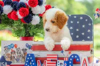 Ivy, a female Goldendoodle for sale in Waco, TX – 4 of 10
