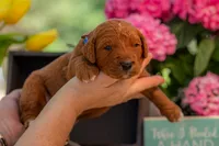 Sam, a male Goldendoodle for sale in Waco, TX – 2 of 5
