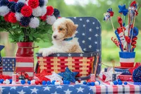 Sterling, a male Goldendoodle for sale in Waco, TX – 7 of 10