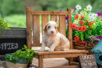 Dolly, a female Goldendoodle for sale in Waco, TX – 7 of 8
