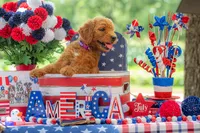 Baron, a male Goldendoodle for sale in Waco, TX – 9 of 10