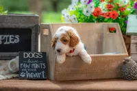 Ruby, a female Goldendoodle for sale in Waco, TX – 5 of 7