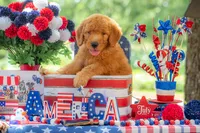 Tommee, a male Goldendoodle for sale in Waco, TX – 6 of 10