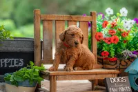 Poppie, a female Goldendoodle for sale in Waco, TX – 9 of 9