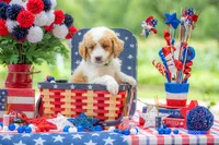 Benny, a male Goldendoodle for sale in Waco, TX – 9 of 10