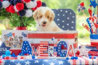 Toby, a male Goldendoodle for sale in Waco, TX – 6 of 10