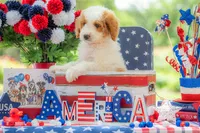 Ivy, a female Goldendoodle for sale in Waco, TX – 6 of 10