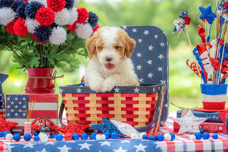 Dolly – Goldendoodle puppy for sale in Waco, TX
