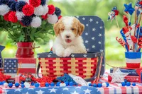 Dolly, a female Goldendoodle for sale in Waco, TX – 3 of 10