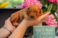 Tommee, a male Goldendoodle for sale in Waco, TX – 5 of 7