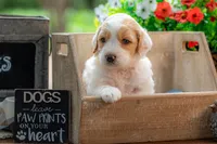 Willow, a female Goldendoodle for sale in Waco, TX – 3 of 10
