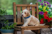 Sterling, a male Goldendoodle for sale in Waco, TX – 3 of 10