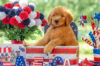 Tommee, a male Goldendoodle for sale in Waco, TX – 7 of 10