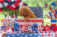 Baron, a male Goldendoodle for sale in Waco, TX – 4 of 10