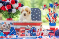 Toby, a male Goldendoodle for sale in Waco, TX – 9 of 10