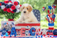 Bandit, a male Goldendoodle for sale in Waco, TX – 8 of 10