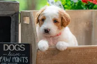 Ivy, a female Goldendoodle for sale in Waco, TX – 8 of 9