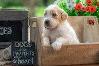 Bandit, a male Goldendoodle for sale in Waco, TX – 4 of 7