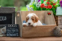 Rusty, a male Goldendoodle for sale in Waco, TX – 10 of 10