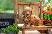 Teddy, a male Goldendoodle for sale in Waco, TX – 8 of 10