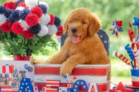 Tommee, a male Goldendoodle for sale in Waco, TX – 5 of 10