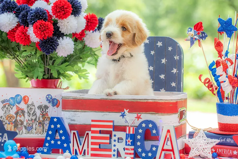 Toby – Goldendoodle puppy for sale in Waco, TX