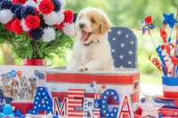 Toby, a male Goldendoodle for sale in Waco, TX – 2 of 10