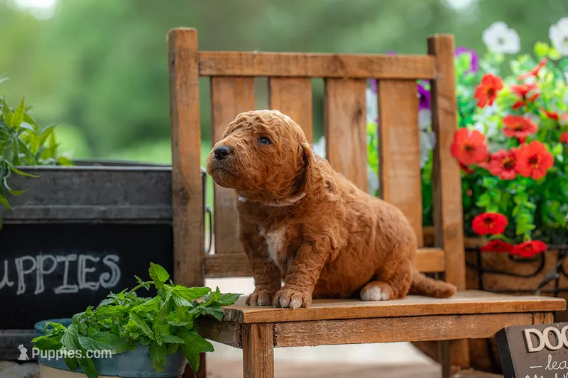 Lilly – Goldendoodle puppy for sale in Waco, TX