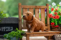 Lilly, a female Goldendoodle for sale in Waco, TX – 1 of 7