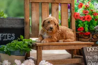Scarlet, a female Goldendoodle for sale in Waco, TX – 5 of 8