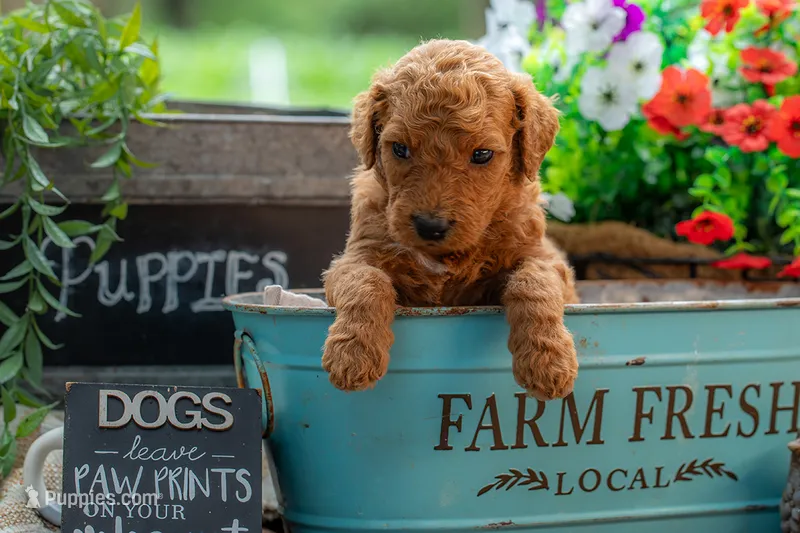Baron – Goldendoodle puppy for sale in Waco, TX