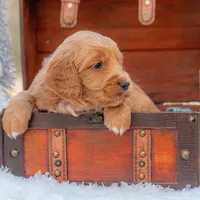 Bear, a male Goldendoodle for sale in Waco, TX – Photo 3 of 10