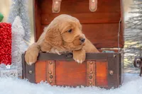 Bear, a male Goldendoodle for sale in Waco, TX – Photo 3 of 10