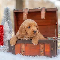Bear, a male Goldendoodle for sale in Waco, TX – Photo 2 of 10