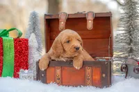 Bear, a male Goldendoodle for sale in Waco, TX – Photo 2 of 10