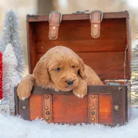 Bear, a male Goldendoodle for sale in Waco, TX – Photo 7 of 10
