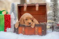 Bear, a male Goldendoodle for sale in Waco, TX – Photo 7 of 10