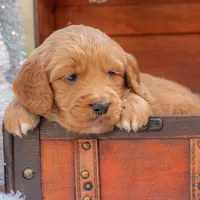 Bear, a male Goldendoodle for sale in Waco, TX – Photo 10 of 10